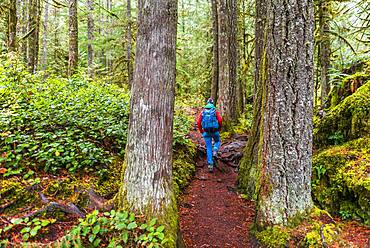 Hiker on a hiking trail in the rainforest between thick tree trunks, Mount Baker-Snoqualmie National Forest, Washington, USA, North America