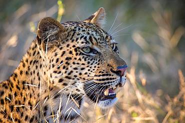 African Leopard (Panthera pardus) looks into the distance, animal portrait, nature reserve Klaserie, South Africa, Africa
