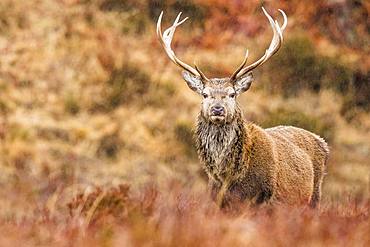 Red deer (Cervus elaphus) stands in the rain in autumn landscape, Highlands, Scotland, Great Britain