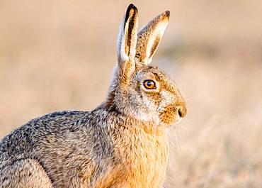 European hare (Lepus europaeus) sits in field, Burgenland, Austria, Europe