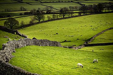 Domestic sheep (Ovis gmelini aries) on pasture surrounded by stone walls, Ingelton, Yorkshire Dales National Park, Midlands, Great Britain