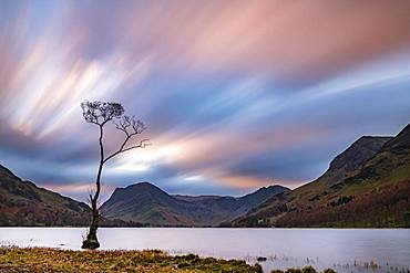 Single tree in the lake with reddish clouds, surrounded by mountains at blue hour, Buttermere Lake, Yorkshire Dales National Park, Central England, Great Britain