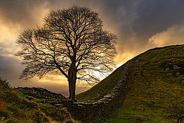 Autumn tree on a stone wall in a depression with a dramatic lighting atmosphere, Greenhead, Northumberland, Great Britain