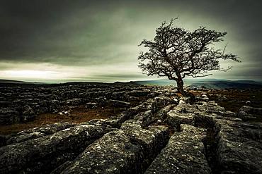 Bald tree on rocky ground with dramatic cloud sky, Settle, Yorkshire Dales National Park, Midlands, United Kingdom, Europe