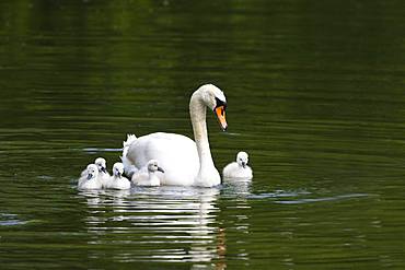 Mute swan (Cygnus olor) swims with chicks in the water, Baden Wuerttemberg, Germany, Europe