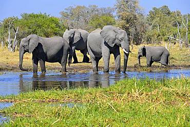 African elephants (Loxodonta africana) at Khwai river, Moremi Game Reserve, Botswana, Africa