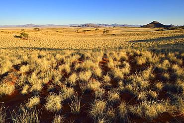 With grass overgrown dunes, view over desert landscape, NamibRand Nature Reserve, Namib desert, Namibia, Africa