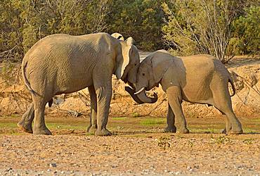 Namibian Desert elephants (Loxodonta africana), Bull and cow, Hoarusib River, Namib Desert, Kaokoland, Kaokoveld, Kunene Province, Namibia, Africa