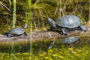 European pond turtles (Emys orbicularis), sitting on wood in the water, Lower Austria, Austria, Europe