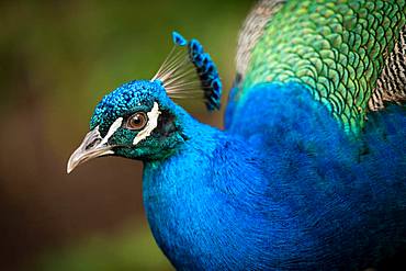 Indian peafowl (Pavo cristatus), rooster, animal portrait, Andalusia, Spain, Europe