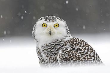 Snowy owl (Bubo scandiacus), sitting in the snow, snowstorm, animal portrait, captive, Sumava National Park, Bohemian Forest, Czech Republic, Europe