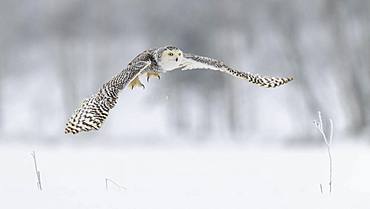 Snowy owl (Bubo scandiacus), flying in a snowy landscape, captive, Sumava National Park, Sumava Forest, Czech Republic, Europe