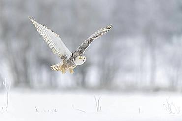 Snowy owl (Bubo scandiacus), flying in a snowy landscape, captive, Sumava National Park, Sumava Forest, Czech Republic, Europe