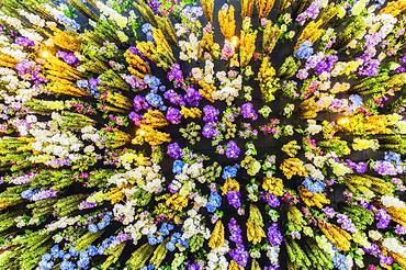 Dried flowers hanging from the ceiling, Portugal, Europe