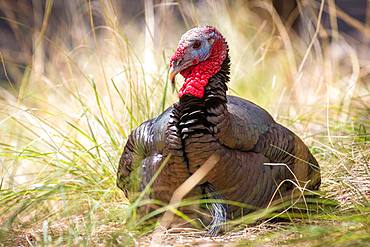 Wild turkey (Meleagris gallopavo), located in Gras, Madera Canyon, Tucson, Arizona, USA, North America