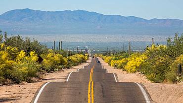 Long straight road through Sonora Desert, Tucson, Arizona, USA, North America