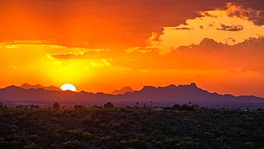 Sonora Desert at sunset, Saguaro National Park, Tucson, Arizona, USA, North America