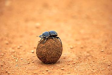 Dung beetle (Scarabaeus sacer), rolls ball of elephant dung, Addo Elephant National Park, Eastern Cape, South Africa, Africa