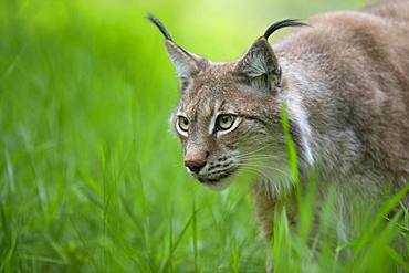 Eurasian lynx (Lynx lynx) on the stalk, Saarland, Germany, Europe