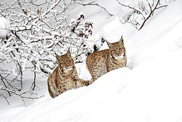 Two young Eurasian lynxes (Lynx lynx), running in deep snow, captive, Bavarian Forest, Bayern, Germany, Europe