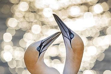 Northern gannet (Morus bassanus), animal pair at greeting, animal portrait, Lummenfelsen, Heligoland, Schleswig-Holstein, Germany, Europe