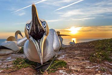 Northern gannet (Morus bassanus) with open beak, Lummenfelsen, Heligoland, Schleswig-Holstein, Germany, Europe