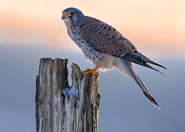 Common Common Kestrel (Falco tinnunculus), male on pile at sunset, biosphere area Swabian Alb, Baden-Wuerttemberg, Germany, Europe