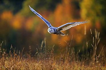 Snowy owl (Nyctea scandiaca), adult, flies over meadow, Slovakia, Europe