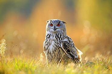 Siberian Eagle Owl (Bubo bubo sibiricus), adult, standing in meadow, Slovakia, Europe