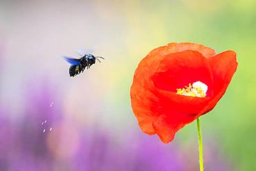 Violet carpenter bee (Xylocopa violacea) flies to Corn poppy (Papaver rhoeas), Hesse, Germany, Europe