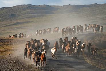 Icelandic horses (Equus islandicus), herd is driven from the highlands into the valley, horse drive or Rettir, near Laugarbakki, North Iceland, Iceland, Europe