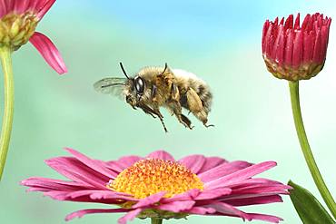 Hairy-Footed Flower Bee (Anthophora plumipes) in flight on a marguerite (Leucanthemum), Germany, Europe