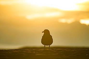 Silhouette of a Great skua (Stercorarius skua) on the beach, Joekulsarlon, South Iceland, Iceland, Europe