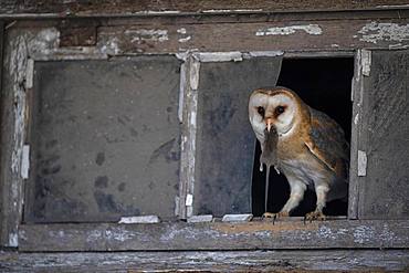 Common barn owl (Tyto alba) with captured mouse, North Holland, Netherlands