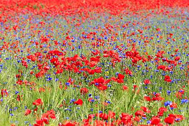 Corn poppies field (Papaver rhoeas) and Cornflowers (Cyanus segetum), Austria, Europe