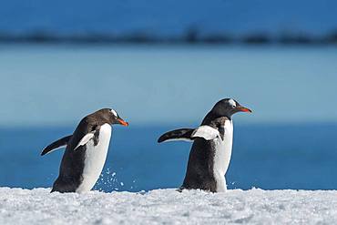 Two Gentoo penguins (Pygoscelis papua), running consecutively, Antarctica