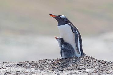 Gentoo penguin (Pygoscelis papua), with xoung animal, Falkland Islands, South America