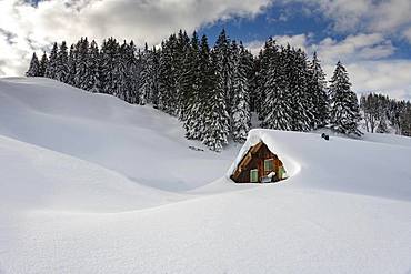 Winterly snow-covered mountain hut with forest in the background, Balderschwang, Oberallgaeu, Bavaria, Germany, Europe