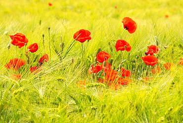 Corn poppies (Papaver rhoeas) in the grain field, Saxony, Germany, Europe