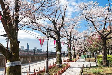 Hanging lanterns for the Hanami Festival, Sumida Park with flowering cherry trees, waterfront on Sumida River, Asakusa, Tokyo, Japan, Asia