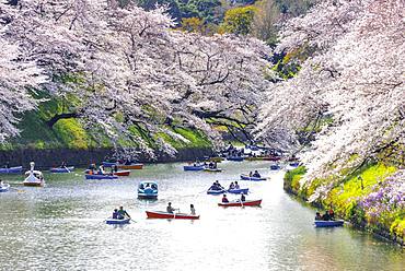 Japanese rowing in boats on the Imperial Palace canal to cherry blossom, Hanami moored, blossoming cherry trees, Chidorigafuchi Green Way, Tokyo, Japan, Asia