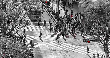 Shibuya crossing, crowds at intersection, many people cross zebra crossing, red traffic light, black and white, Shibuya, Udagawacho, Tokyo, Japan, Asia