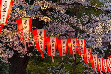 Glowing lanterns in blossoming cherry trees at Hanami Festival in spring, Ueno Park, Tokyo, Japan, Asia