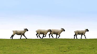 Running sheep on a dike, East Frisia, Lower Saxony, Germany, Europe