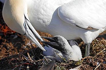 Northern gannet (Sula bassana) feeds chicks in the nest, Helgoland, Schleswig-Holstein, Germany, Europe