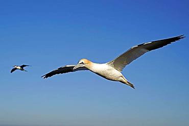 Northern gannet (Sula bassana) flying, Helgoland, Schleswig-Holstein, Germany, Europe