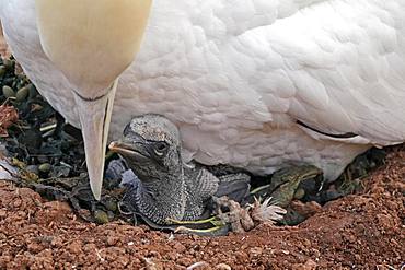 Northern gannet (Sula bassana), chicks in nest under mother animal, Helgoland, Schleswig-Holstein, Germany, Europe