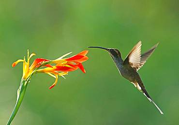 Dandruff imitation (Phaethornis eurynome) drinking at a flower, Atlantic Rainforest, State of Sao Paulo, Brazil, South America