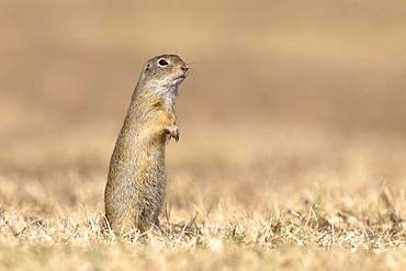 Suslik (Citellus citellus), Old animal stands attentively in dry meadow, National Park Lake Neusiedl, Seewinkel, Burgenland, Austria, Europe