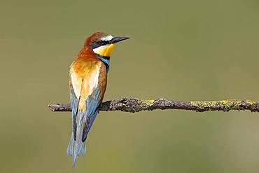 European bee-eater (Merops apiaster) sits on branch, National Park Lake Neusiedl, Burgenland, Austria, Europe